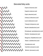 Is Saturated Fat Bad For You? A Scientific List of the Different Saturated Fatty Acids.