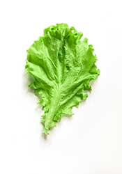 Is the Low Carb Diet Suitable For Vegans? Picture of a Leaf of Lettuce.