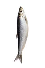 Should I Take Omega-3 Supplements? Picture of a Herring Fish on a White Background.