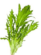 Escarole (Broad-Leaved Endive) is a Type of Chicory. The Green, Broad and Curly Leaves of Escarole (Endive).