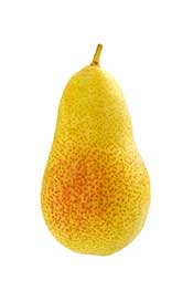 A Fresh and Juicy Pear. Pear: This Popular Sweet Fruit is Common Throughout the World.