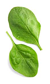 Spinach: Famous For Its Iron Content (and Popeye). Spinach Leaves: A Rich Source of Polyphenols.