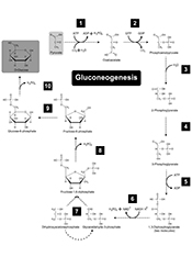 How Does Gluconeogenesis Work? Diagram of the Gluconeogenesis Pathway.