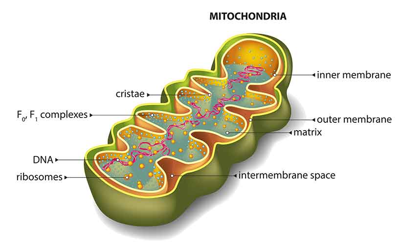 How Does Keto Benefit Mitochondria Function? Diagram Showing the Structure of a Mitochondrion.