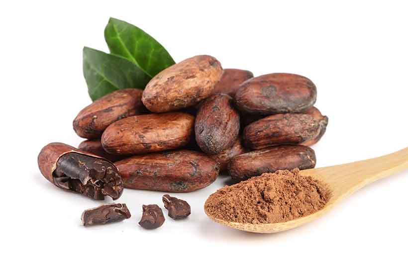 Cacao is Rich in Vitamins, Minerals, and Polyphenols. Cacao Beans and Cocoa Powder On a Spoon.