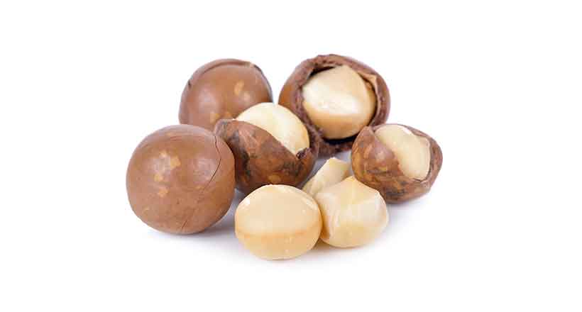 Fresh Macadamia Nuts With Their Shell and Unshelled. Macadamia Nuts in Their Shells.