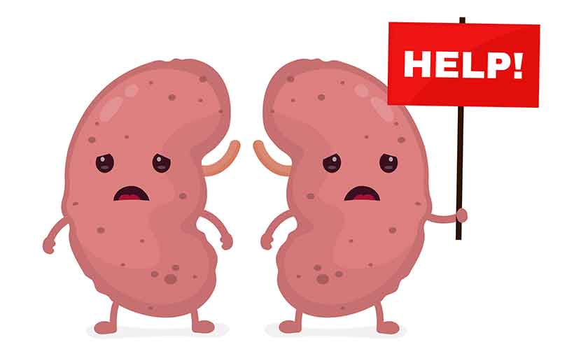 There Are Many Myths About Dietary Protein and Kidneys, Unhealthy Sick Kidneys Holding a Help Sign.
