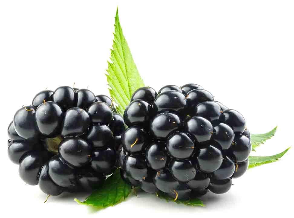 Blackberries 20 Types Of Berries And Their Health Benefits Nutrition Brenda S Berries Orchards Raspberry Early Blackberry - treelands 20 new fruits roblox treelands