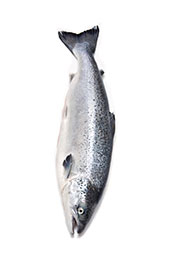 Picture of a Salmon Fish From a Fish Farm.