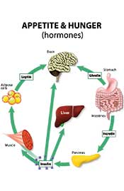 Illustration Explaining Leptin Resistance, Appetite, and Hunger.