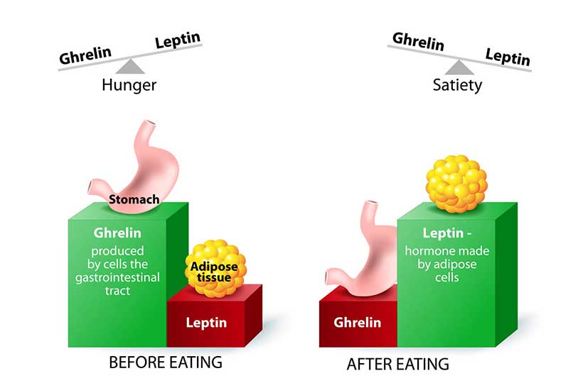 Illustration Explaining How Ghrelin and Leptin Hunger Hormones Influence Satiety.