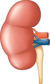 Diagram of a Human Kidney.