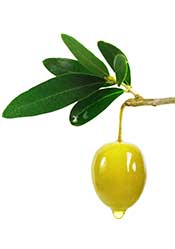 A Green Olive With Leaves On a Stem.