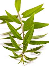 Dried Lemon Verbena Leaves,