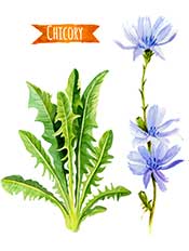 Picture of Green Chicory Leaves and Flowers.