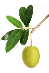 What Foods Contain High Amounts Of Polyphenols What Foods Contain High Amounts Of Polyphenols