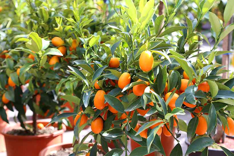 Arbre Martine 24/06/2018 trouvé par Ajonc Fresh-kumquats-growing-on-a-kumquat-tree