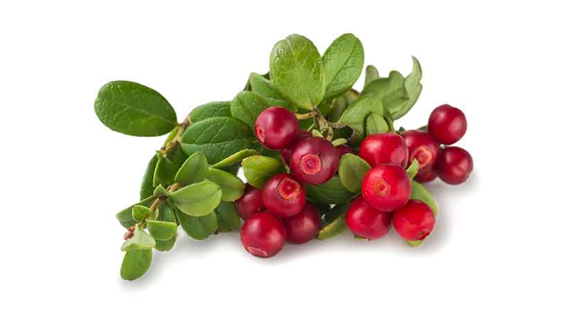 Redberries Attached To Their Leaves.