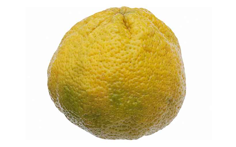 A Green-Yellow Skinned Ugli Fruit.